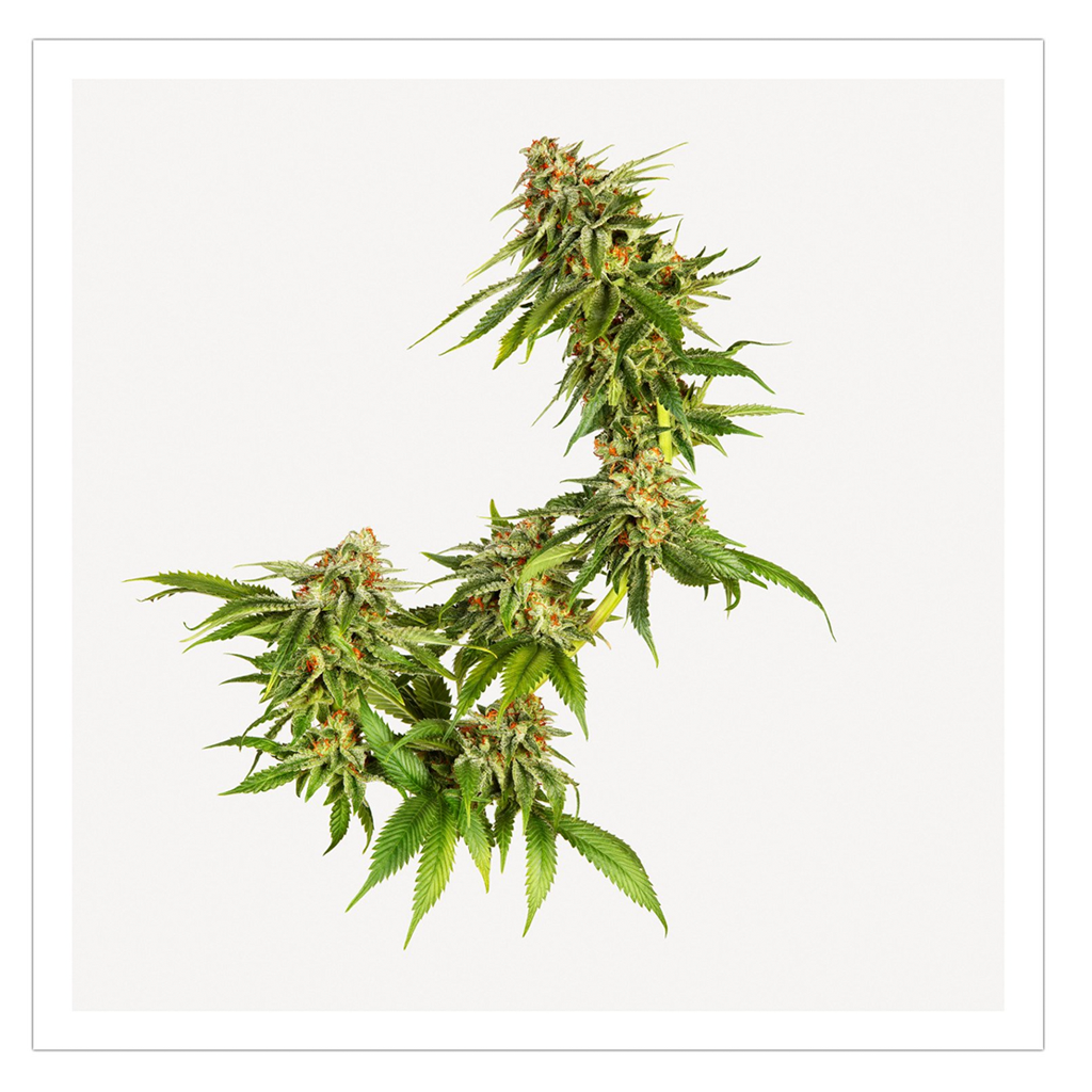 Cannabis sativa sp. Indica cultivar