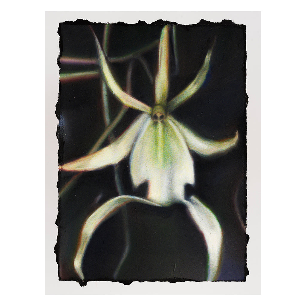 ELLA ROSE FLOOD Ghost orchid