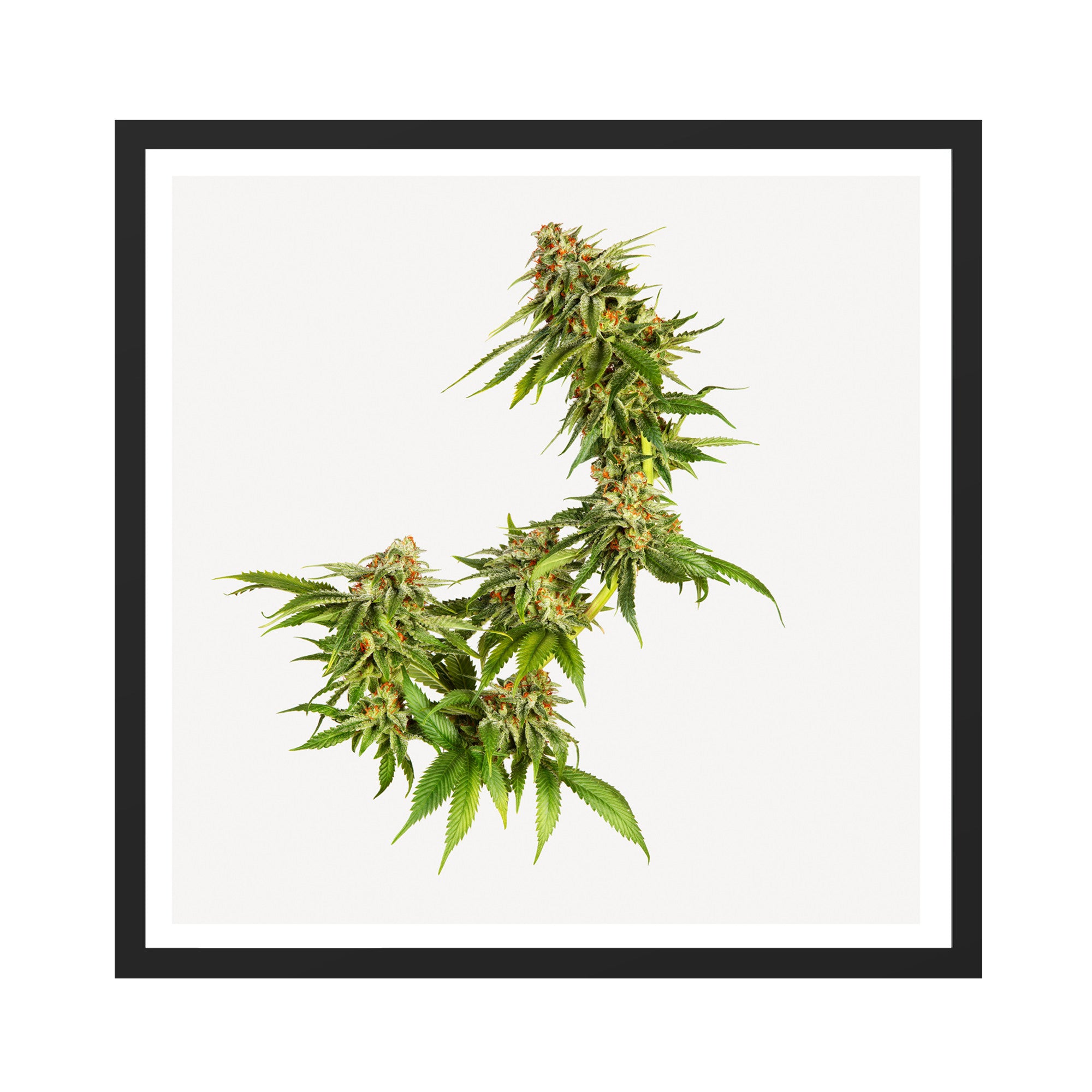 Cannabis sativa sp. Indica cultivar