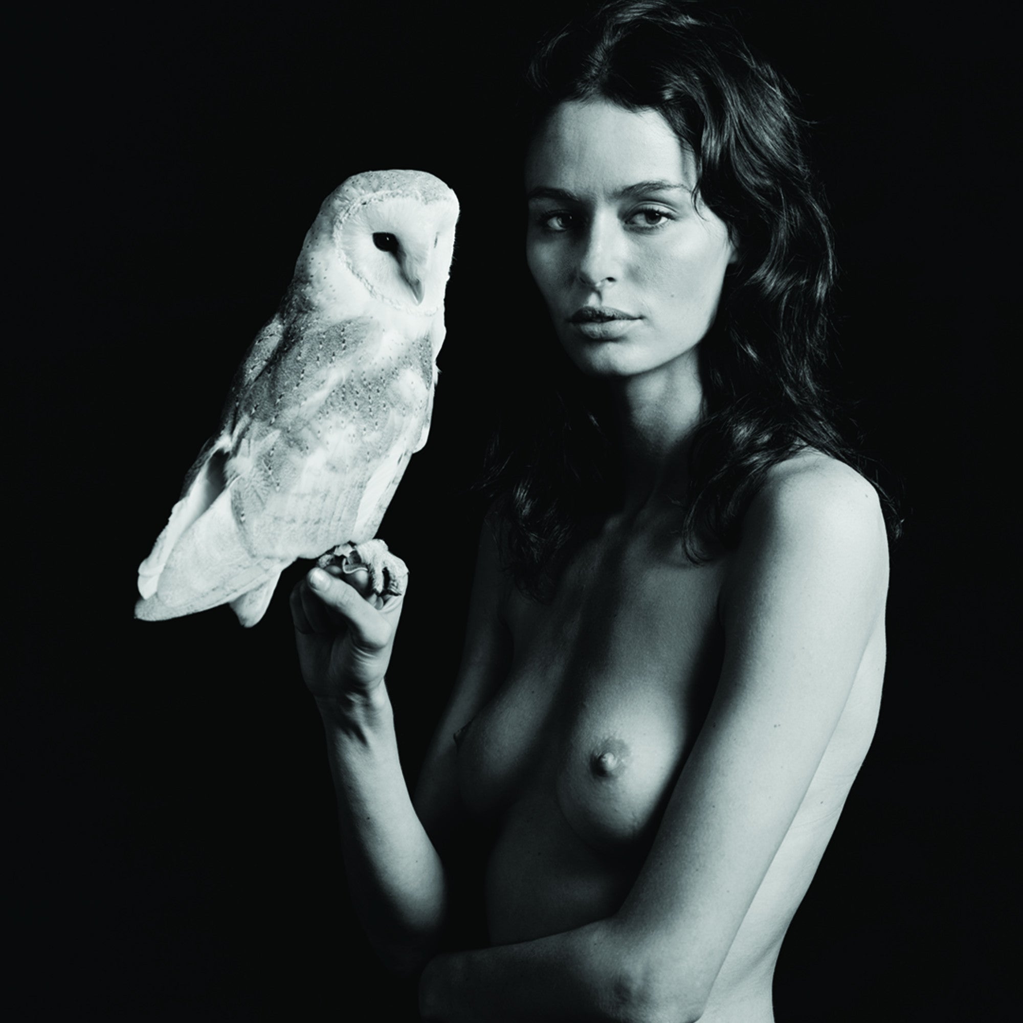 Untitled (Owl II), 2010